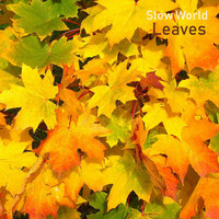 Slow World, Leaves