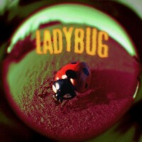 Jutes, Ladybug