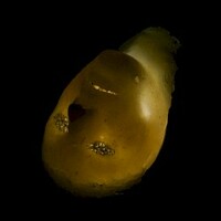 Gorrch, Introvertere