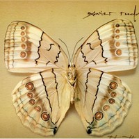 Xavier Rudd, White Moth
