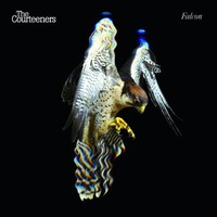 The Courteeners, Falcon