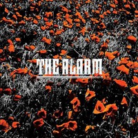 The Alarm, In the Poppy Fields