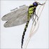 Strawbs, Dragonfly mp3