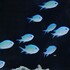 BCB, Aquatic Acoustics mp3