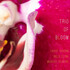 Trio of Bloom, Trio of Bloom mp3