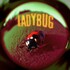 Jutes, Ladybug mp3