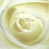 Stefano Panunzi, A Rose mp3