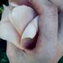Shedfromthebody, To Hold The Ripened Sun mp3