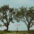 Dylan Gossett, Ramblin'