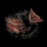 Gurriers, Nobody's Coming To Save You mp3