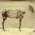 Chadwick Stokes, The Horse Comanche mp3