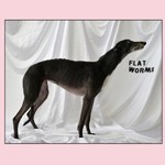 Flat Worms, Flat Worms mp3