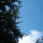 Cloud Nothings, Turning On (Deluxe 10th Anniversary Edition)