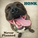 Honk, Never Planned