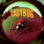 Jutes, Ladybug mp3