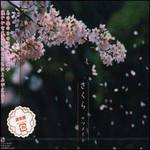 Ketsumeishi, Sakura mp3