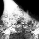 Godspeed You! Black Emperor, Asunder, Sweet and Other Distress mp3