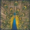 The Bluetones, Expecting to Fly