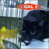 Local H, Pack Up the Cats